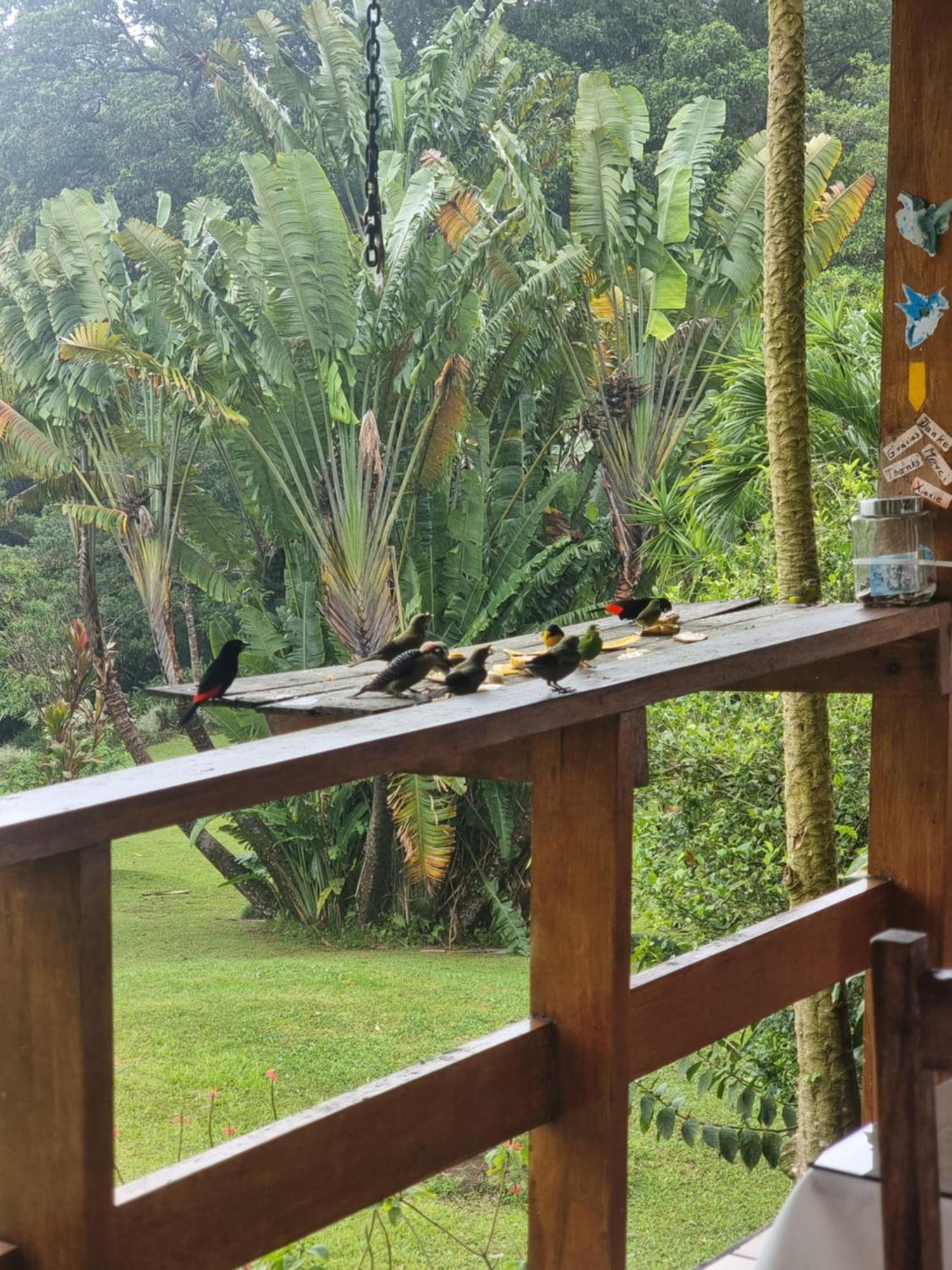 Hotel La Rana De Arenal Nuevo Arenal Extérieur photo